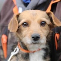 Ranie - zutraulich u. sehr liebenswert, Hündin zur Adoption