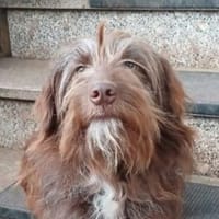 CHARLIE hat die Haare schön, Hund zur Adoption