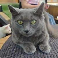 verschmuste Baghira, Katze zur Adoption