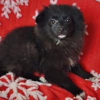 Zara° in 52391 Vettweiß, Hündin zur Adoption