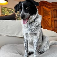 wunderschöne Meggy ist einfach super, Hündin zur Adoption