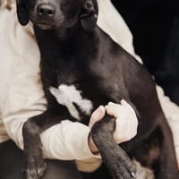 Sanfte Hailey wartet auf ihr Glück, Hündin zur Adoption