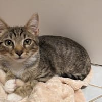 Kater Tigrica, Kater zur Adoption