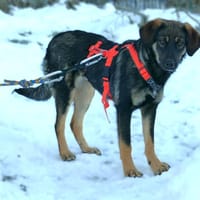 Leila - wartet in 97440 Werneck, Hündin zur Adoption