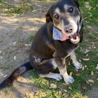 Silver LM  Freundlicher Rüde, Hund zur Adoption