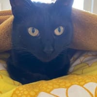 Looney  Sanfte Europäisch-Kurzhaar-Katz, Katze zur Adoption