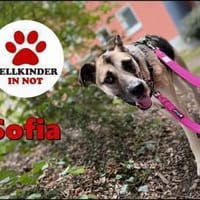 Notfall Sofia sucht dringend ein Zuhause, Hündin zur Adoption