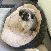 Robin ein Spitz/Kokonimix, Hund zur Adoption