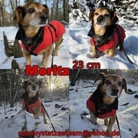 Moritz - begegnet allen Menschen offen, Hund zur Adoption