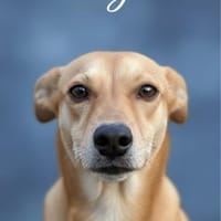 RAJA 🧡🧡🧡 kleine Weltentdeckerin, Hündin zur Adoption