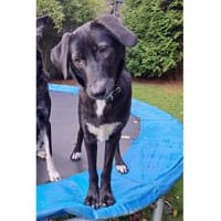 Jaala - wartet in 22145 Hamburg, Hündin zur Adoption