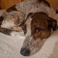 Boubis, Hund zur Adoption