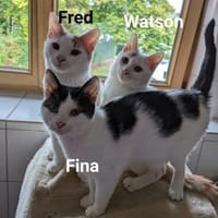 Kitten Fred, Watson & Fina, Kater zur Adoption