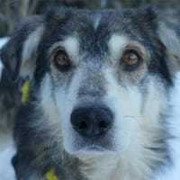 Niko - wartet in 97440 Werneck, Hündin zur Adoption