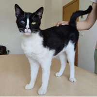 Bartolo - lieber, verschmuster Katermann, Kater zur Adoption