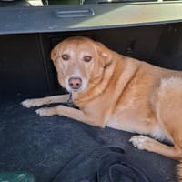 Arya - kuschelt viel&ist gerne dabei, Hündin zur Adoption