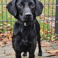 Charles, charmant und lebensfroh, Hund zur Adoption