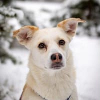 Snowy - genießt die Nähe ihrer Menschen, Hündin zur Adoption