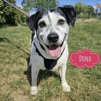 Dona die Wundervolle, Hündin zur Adoption