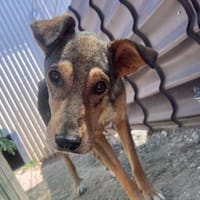 süsse, liebenswerte Aika sucht ihr Zuhau, Hündin zur Adoption