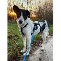 Kira  wartet in 21502 Geesthacht, Hündin zur Adoption