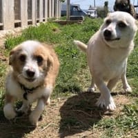 Hier kommen Elvis & Milva, Hund zur Adoption