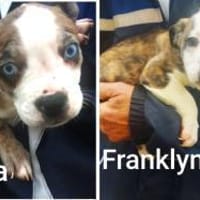 💛Freeda und Franklyn...beide suchen ein, Hund zur Adoption