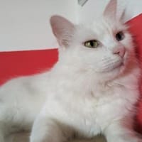 Kater Casper, Kater zur Adoption