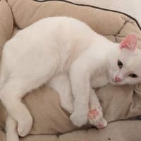 Katze Donna, Katze zur Adoption