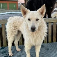 Oliver 💗 wartet in 31621 Pennigsehl, Hund zur Adoption