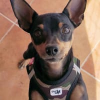 Black wartet auf seine Familie, Hund zur Adoption