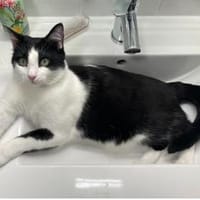 Sehr dringend! Ratón-freundlich&gelehrig, Kater zur Adoption