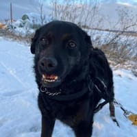 Boroka, Hündin zur Adoption