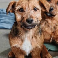 💕Chipsy💕 sucht ihre eigene Familie 🐾, Hündin zur Adoption