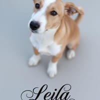 LEILA 🧡🧡🧡 schönes Plätzchen gesucht, Hündin zur Adoption