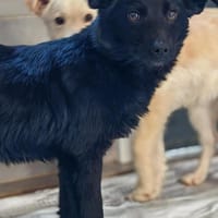 💙Sasu💙 sucht ein schönes Zuhause, Hund zur Adoption