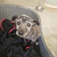 Ruhiger Menino, Hund zur Adoption