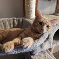 Kater Cooper, Kater zur Adoption