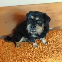 Fritz sucht ein neues Zuhause, Hund zur Adoption