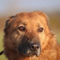 Dipsy, Hündin zur Adoption