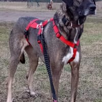 Anita, Hündin zur Adoption