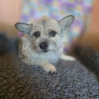 Süße Maya, Hündin zur Adoption