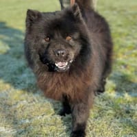 Teddy - ist ein Gartenfan, Hund zur Adoption