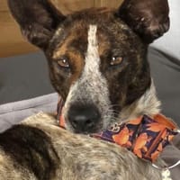 Verschmuste Suki wartet in München, Hündin zur Adoption