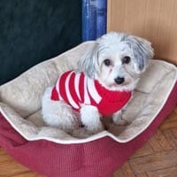 ELSIE - aufgeschlossen und agil, Hündin zur Adoption