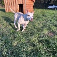 TSUNAMI - starke Seele mit viel Liebe, Hündin zur Adoption