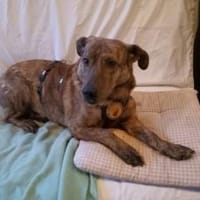 Besondere Fenya, Hündin zur Adoption