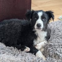 Welpenhündin Onnea sucht ihre Familie, Hündin zur Adoption