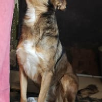 Dusja sucht ein liebevolles Zuhause, Hündin zur Adoption