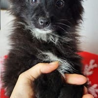 Spike° 33142 Büren, Hund zur Adoption